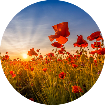 Idyllische zonsondergang in een veld vol klaprozen