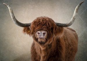 Kopf eines schottischen Highlanders