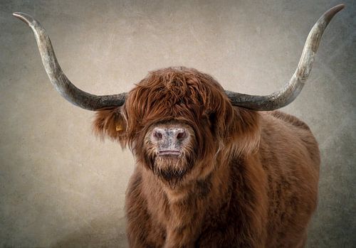 Schotse Hooglander: portret in kleur