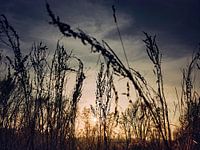 Contrasten: zonsondergang in het veld