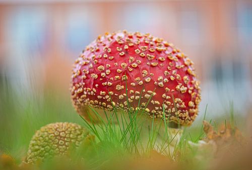 Rot mit weißen Flecken Fliegenpilz
