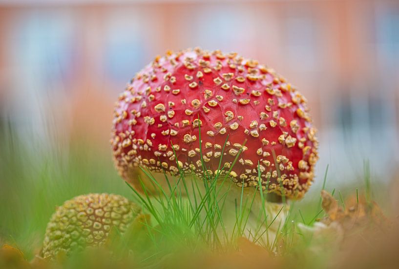 Rouge avec des taches blanches Fly agaric par Mariette van Eijk