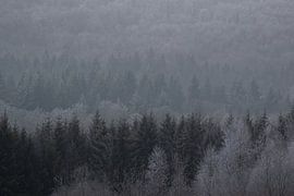 Winter in the woods by natascha van der meijden