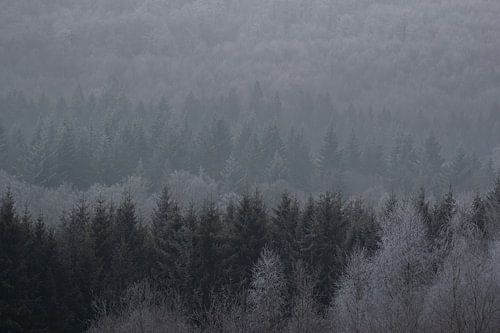 Winter in the woods