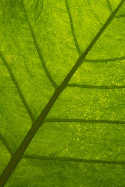 Groen blad van picsbyronenvief
