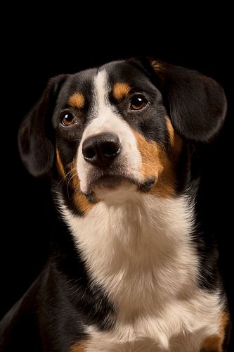 Miko, onze 3-jarige Entlebucher Sennenhond