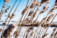Riet in de winter