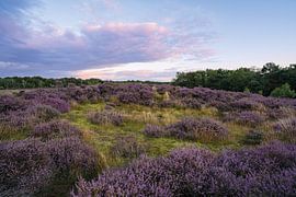 Heather near the slaperdike in Veenendaal by Albert Lamme