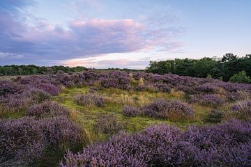 Heide in der Nähe des Slaperdike in Veenendaal