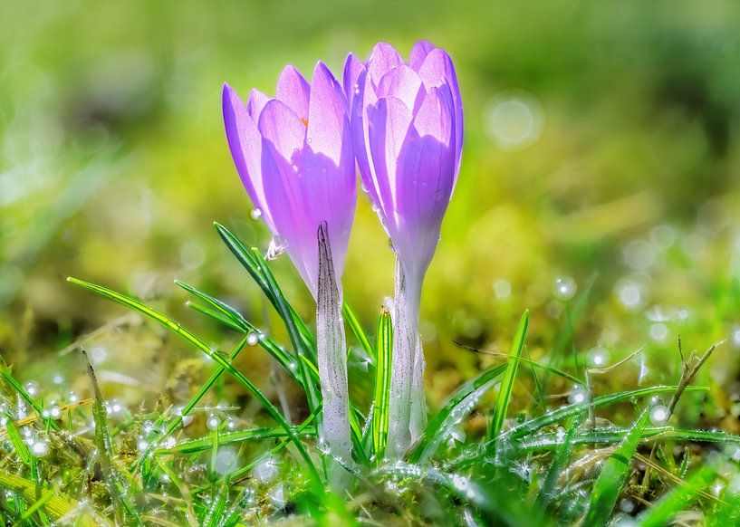 Makro von lila Krokus Blumen im Garten von ManfredFotos