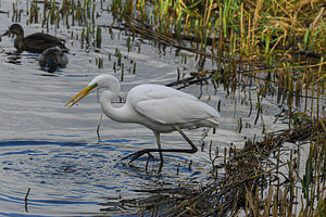 Grote zilverreiger met snackje