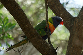 Lorikeet von Jasper