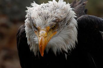 Weißkopfseeadler, der gerade seine Mahlzeit beendet hat