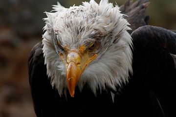Bald eagle who just finished his meal van Pieter Bron