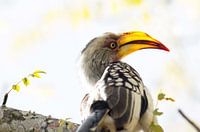 Vogel