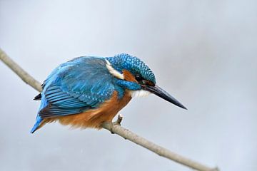 Eurasian Kingfisher ( Alcedo atthis ), male in winter, perched on a branch, hunting, watching for pr van wunderbare Erde