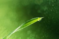A blade of grass with water drops