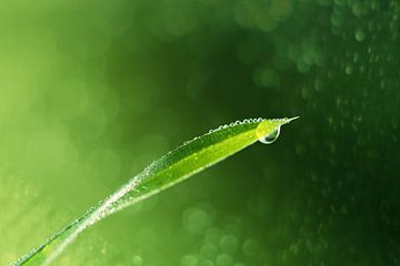 A blade of grass with water drops