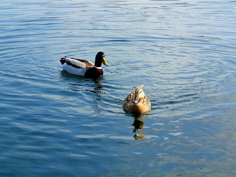 Hello by Koos Iperen