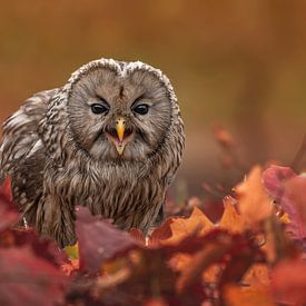 Steinkauz im Herbstlaub von Jessica Blokland van Diën