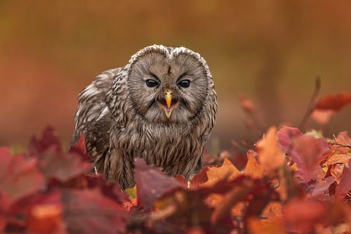 Urchin owl among autumn leaves by Jessica Blokland van Diën