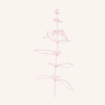 Romantic botanical drawing in neon pink on white no. 3 by Dina Dankers