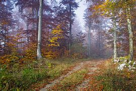 Gorski Kotar Wald von René Pronk