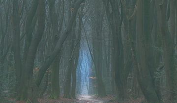 Een wandeling van LANETfotografie