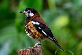 mooi vogeltje poseert tegen een groene achtergrond van Jeroen van Deel