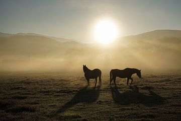 Paarden in Montana 2 van Jan-Thijs Menger