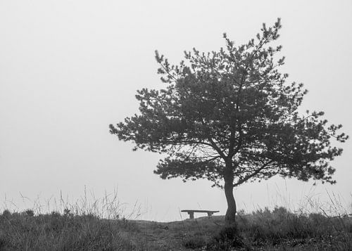 Bench under a tree b/w