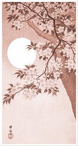 Blühende Kirschblüten im Mondlicht in Puderrosa (Ohara Koson)