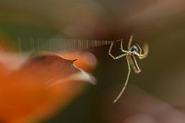 A little acrobat