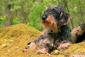 Porträt eines zottigen Dachshunds im Wald