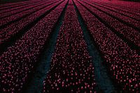 Tulipfields