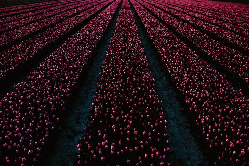 Tulipfields von Franklin Verbeek