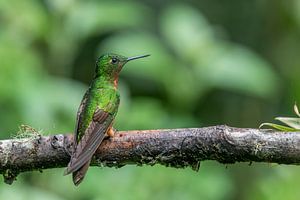 Kastanienbrustkolibri