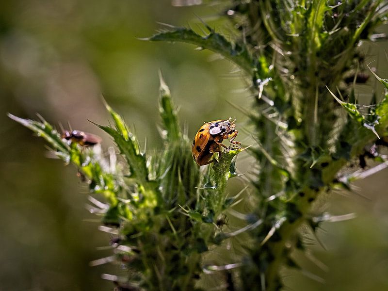 Ladybug by Rob Boon