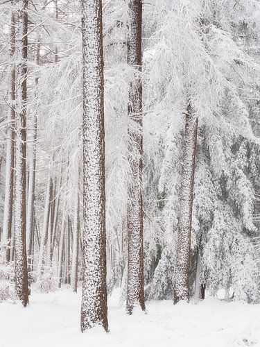 Sneew bedekt de bomen in het bos in Noord-Brabant, Nederland