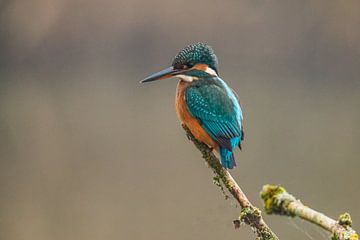 IJsvogel, Alcedo atthis van Gert Hilbink