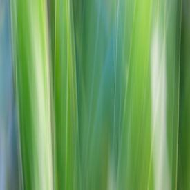 Jeu de lignes dans les roseaux. sur Marga Vroom