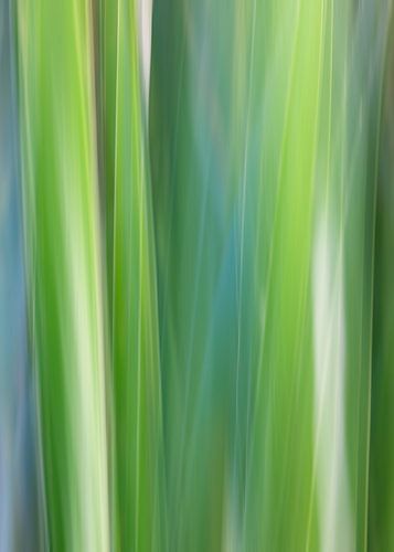 Linienführung im Schilf. von Marga Vroom