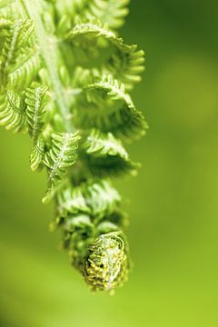 green fern sloping downwards by Ilo.Auge