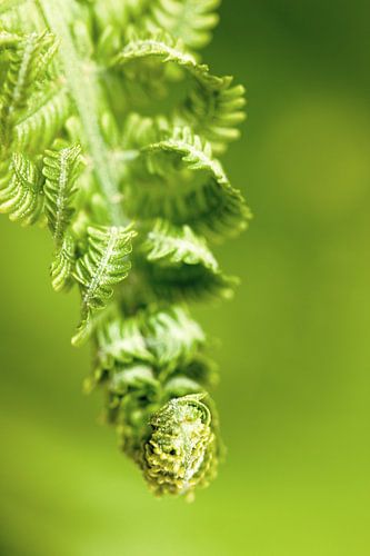 green fern sloping downwards by Ilo.Auge