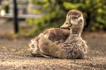 Young Urban Goose