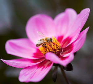 bij op roze bloem van cosmea bipinnatus