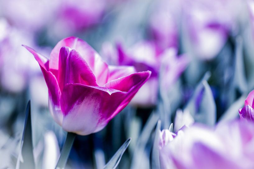 Tulip by Mario Brussé Fotografie