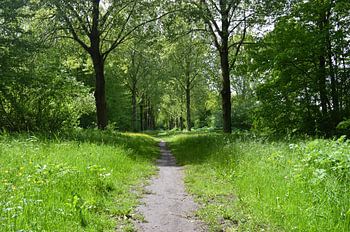 Le soleil qui brille à travers les arbres