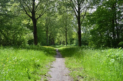 De stralende zon door de bomen