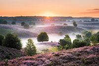 Zonsopkomst op de bloeiende heide op de Posbank 